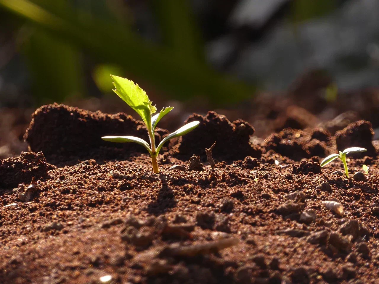 9 Feb – Lent: a spiritual springtime